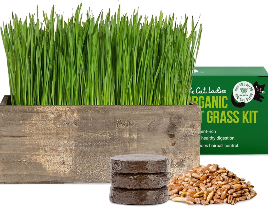 The Cat Ladies organic pet grass kit