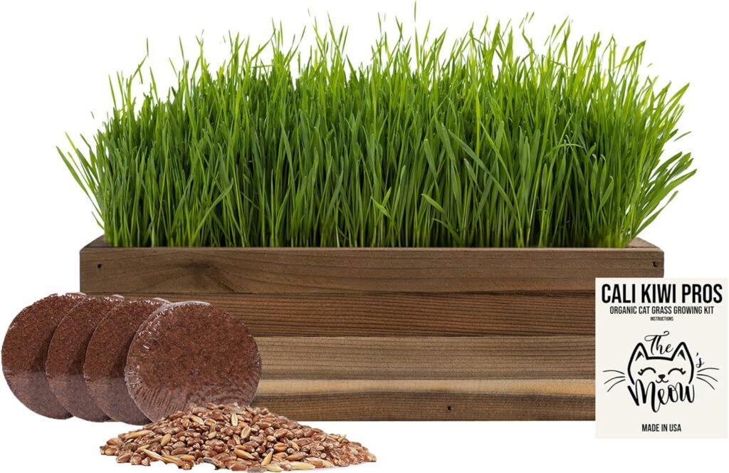 cat grass kits