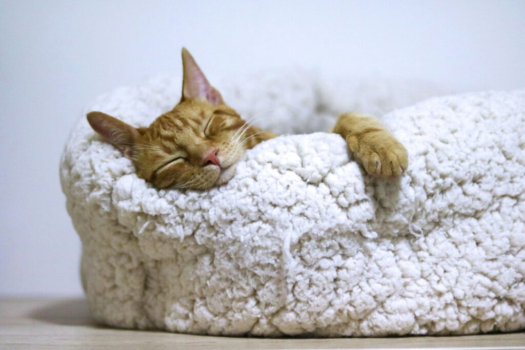 10 Best cat beds
